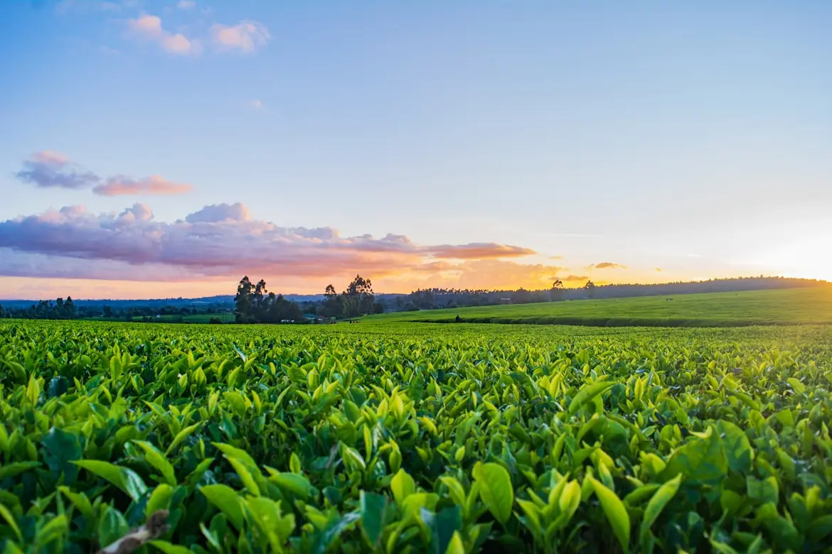 Agricultural farming with tractor in green field
